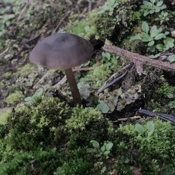 <|:^) - Picture 1 of 1